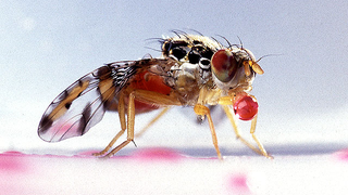 If Genetically Modified Mosquitoes Freaked You Out, You Won't Like What's Coming